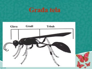 Građa tela
Glava Grudi Trbuh
 