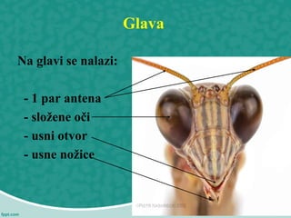 Glava
Na glavi se nalazi:
- 1 par antena
- složene oči
- usni otvor
- usne nožice
 