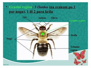 insekti, građa i razmnožavanje prezentacija.pptx