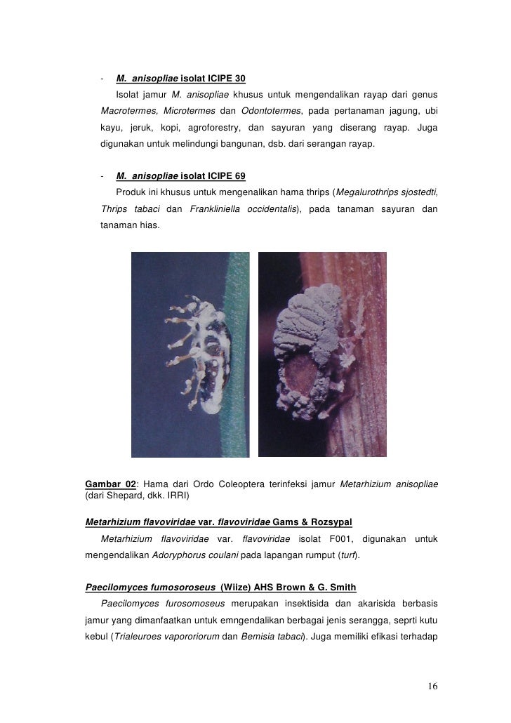 Insektisida Alami
