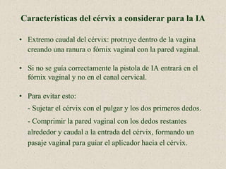 Características del cérvix a considerar para la IA
• Extremo caudal del cérvix: protruye dentro de la vagina
creando una ranura o fórnix vaginal con la pared vaginal.
• Si no se guía correctamente la pistola de IA entrará en el
fórnix vaginal y no en el canal cervical.
• Para evitar esto:
- Sujetar el cérvix con el pulgar y los dos primeros dedos.
- Comprimir la pared vaginal con los dedos restantes
alrededor y caudal a la entrada del cérvix, formando un
pasaje vaginal para guiar el aplicador hacia el cérvix.
 