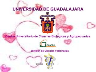 UNIVERSIDAD DE GUADALAJARA ,[object Object],División de Ciencias Veterinarias 