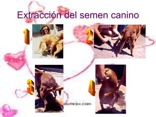 Extracción del semen canino 1 2 3 4 