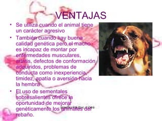 VENTAJAS Se utiliza cuando el animal tiene un carácter agresivo También cuando hay buena calidad genética pero el macho es incapaz de montar por enfermedades musculares, artritis, defectos de conformación adquiridos, problemas de conducta como inexperiencia, timidez, apatía o aversión hacia la hembra  El uso de sementales sobresalientes ofrece la oportunidad de mejorar genéticamente los animales del rebaño. 