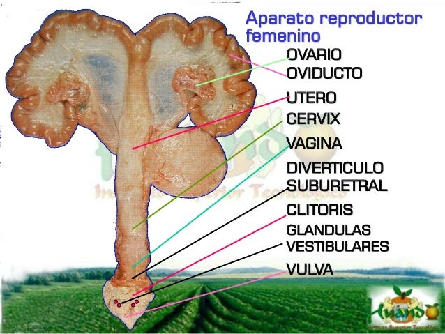Inseminación artificial y Reproducción Animal