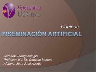 Caninos 
Cátedra: Teriogenologia 
Profesor: MV. Dr. Gonzalo Mareco 
Alumno: Juan José Aversa  