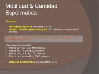 Motilidad & Cantidad Espermatica 
Parametros 
Motilidad progresiva: más del 60-70 % 
Número total de espermatozoides: 30...