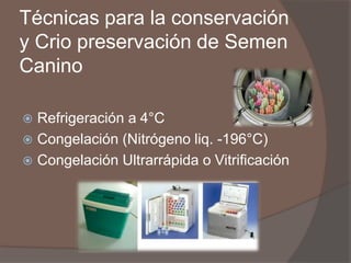 Técnicas para la conservación y Crio preservación de Semen Canino 
Refrigeración a 4°C 
Congelación (Nitrógeno liq. -196...
