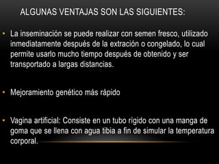 ALGUNAS VENTAJAS SON LAS SIGUIENTES:

• La inseminación se puede realizar con semen fresco, utilizado
  inmediatamente después de la extración o congelado, lo cual
  permite usarlo mucho tiempo después de obtenido y ser
  transportado a largas distancias.


• Mejoramiento genético más rápido


• Vagina artificial: Consiste en un tubo rígido con una manga de
  goma que se llena con agua tibia a fin de simular la temperatura
  corporal.
 