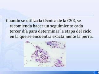 Cuando se utiliza la técnica de la CVE, se
recomienda hacer un seguimiento cada
tercer día para determinar la etapa del ciclo
en la que se encuentra exactamente la perra.
 