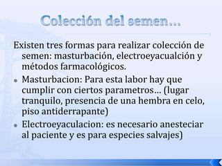Existen tres formas para realizar colección de
semen: masturbación, electroeyacualción y
métodos farmacológicos.
 Masturbacion: Para esta labor hay que
cumplir con ciertos parametros… (lugar
tranquilo, presencia de una hembra en celo,
piso antiderrapante)
 Electroeyaculacion: es necesario anesteciar
al paciente y es para especies salvajes)
 