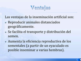 Las ventajas de la inseminación artificial son:
 Reproducir animales distanciados
geográficamente.
 Se facilita el transporte y distribución del
semen.
 Aumenta la eficiencia reproductiva de los
sementales (a partir de un eyaculado es
posible inseminar a varias hembras).
 
