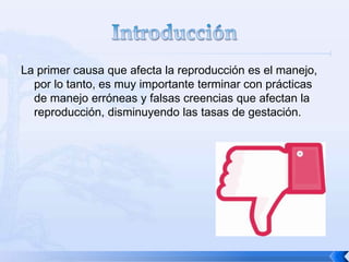 La primer causa que afecta la reproducción es el manejo,
por lo tanto, es muy importante terminar con prácticas
de manejo erróneas y falsas creencias que afectan la
reproducción, disminuyendo las tasas de gestación.
 