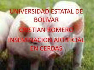 UNIVERSIDAD ESTATAL DE BOLIVAR CRISTIAN ROMERO INSEMINACION ARTIFICIAL EN CERDAS 