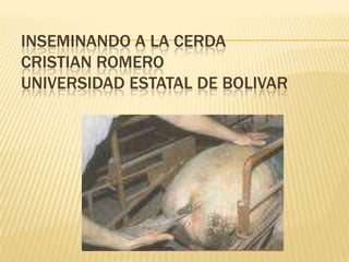 INSEMINANDO A LA CERDACRISTIAN ROMEROUNIVERSIDAD ESTATAL DE BOLIVAR 