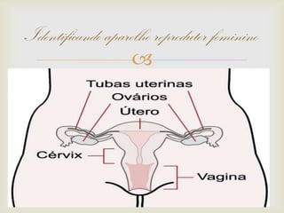 
Identificando aparelho reprodutor feminino
 