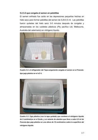 5.2.3.2 que congela el semen en pelotillas
El semen enfriado fue caído en las depresiones pequeñas hechas en
hielo seco para formar pelotillas del semen de 0.25-0.5 ml. Las pelotillas
fueron quitadas del hielo seco 3-5 minutos después de congelar y
almacenadas en los cubiletes plásticos (Pty pacífico Ltd, Melbourne,
Australia del veterinario) en nitrógeno líquido.
Cuadro 5.2. el refrigerador del Tapa-cargamento cargaba el semen en el Francés-
tipo paja plástica en el oC 4.
Cuadro 5.3. Caja plástica (con la tapa quitada) que contiene el nitrógeno líquido
de 2 centímetros en el fondo, y un estante de alambre que lleva a cabo 0.5 ml de
Francés-tipo paja plástica en una altura de 10 centímetros sobre la superficie del
nitrógeno líquido.
117
 