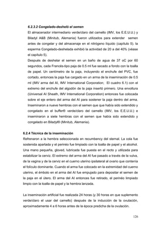 6.2.3.2 Congelado-desheló el semen
El almacenador intermediario verde/claro del camello (IMV, los E.E.U.U.) y
Biladyl A&B (Minitub, Alemania) fueron utilizados para extender semen
antes de congelar y del almacenaje en el nitrógeno líquido (capítulo 5). la
esperma Congelado-deshelada exhibió la actividad de 20 a del 40% (véase
el capítulo 5).
Después de deshelar el semen en un baño de agua de 37 oC por 60
segundos, cada Francés-tipo paja de 0.5 ml fue secado a fondo con la toalla
de papel. Un centímetro de la paja, incluyendo el enchufe del PVC, fue
cortado, entonces la paja fue cargado en un arma de la inseminación de 0.5
ml (IMV arma del AI, IMV International Corporation; El cuadro 6.1) con el
extremo del enchufe del algodón de la paja insertó primero. Una envoltura
(Universal AI Sheath, IMV International Corporation) entonces fue colocada
sobre el eje entero del arma del AI para sostener la paja dentro del arma.
Inseminaron a nueve hembras con el semen que que había sido extendido y
congelado en el buffer® verde/claro del camello (IMV, los E.E.U.U.) e
inseminaron a siete hembras con el semen que había sido extendido y
congelado en Biladyl® (Minitub, Alemania).
6.2.4 Técnica de la inseminación
Refrenaron a la hembra seleccionada en recumbency del sternal. La cola fue
sostenida apartada y el perinéo fue limpiado con la toalla de papel y el alcohol.
Una mano pequeña, gloved, lubricada fue puesta en el recto y utilizada para
estabilizar la cerviz. El extremo del arma del AI fue pasado a través de la vulva,
de la vagina y de la cerviz en el cuerno uterino ipsilateral al ovario que contenía
el folículo dominante. Cuando el arma fue colocado en la extremidad del cuerno
uterino, el émbolo en el arma del AI fue empujado para depositar el semen de
la paja en el útero. El arma del AI entonces fue retirado, el perinéo limpiado
limpio con la toalla de papel y la hembra lanzada.
La inseminación artificial fue realizada 24 horas (y 30 horas en que suplemento
verde/claro el usar del camello) después de la inducción de la ovulación,
aproximadamente 4 a 6 horas antes de la época predicha de la ovulación.
126
 