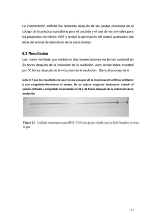 La inseminación artificial fue realizada después de las pautas precisada en el
código de la práctica australiano para el cuidado y el uso de los animales para
los propósitos científicos 1997 y recibió la aprobación del comité australiano del
ética del animal de laboratorio de la salud animal.
6.3 Resultados
Las nueve hembras que recibieron dos inseminaciones no tenían ovulated en
24 horas después de la inducción de la ovulación, pero tenían todas ovulated
por 30 horas después de la inducción de la ovulación. Demostraciones de la
tabla 6.1 que los resultados de usar de los ensayos de la inseminación artificial enfriaron
y que congelado-deshelaron el semen. No se obtuvo ningunos embarazos usando el
semen enfriado o congelado inseminado en 24 a 30 horas después de la inducción de la
ovulación.
127
 