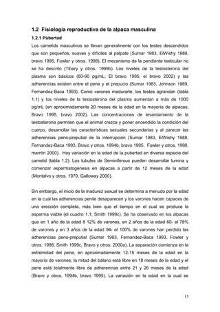 1.2 Fisiología reproductiva de la alpaca masculina
1.2.1 Pùbertad
Los camelids masculinos se llevan generalmente con los testes descendidos
que son pequeños, suaves y difíciles al palpate (Sumar 1983, ElWishy 1988,
bravo 1995, Fowler y otros. 1998). El mecanismo de la pendiente testicular no
se ha descrito (Tibary y otros. 1999b). Los niveles de la testosterona del
plasma son básicos (60-90 pg/mL; El bravo 1995, el bravo 2002) y las
adherencias existen entre el pene y el prepucio (Sumar 1983, Johnson 1989,
Fernandez-Baca 1993). Como varones madurarte, los testes agrandan (tabla
1.1) y los niveles de la testosterona del plasma aumentan a más de 1000
pg/mL (en aproximadamente 20 meses de la edad en la mayoría de alpacas;
Bravo 1995, bravo 2002). Las concentraciones de levantamiento de la
testosterona permiten que el animal crezca y poner encendido la condición del
cuerpo, desarrollar las características sexuales secundarias y al parecer las
adherencias peno-preputial de la interrupción (Sumar 1983, ElWishy 1988,
Fernandez-Baca 1993, Bravo y otros. 1994b, bravo 1995, Fowler y otros. 1998,
marrón 2000). Hay variación en la edad de la pubertad en diversa especie del
camelid (tabla 1.2). Los tubules de Seminiferous pueden desarrollar lumina y
comenzar espermatogénesis en alpacas a partir de 12 meses de la edad
(Montalvo y otros. 1979, Galloway 2000).
Sin embargo, el inicio de la madurez sexual se determina a menudo por la edad
en la cual las adherencias penile desaparecen y los varones hacen capaces de
una erección completa, más bien que el tiempo en el cual se produce la
esperma viable (el cuadro 1.1; Smith 1999c). Se ha observado en los alpacas
que en 1 año de la edad 8 12% de varones, en 2 años de la edad 60- el 78%
de varones y en 3 años de la edad 94- el 100% de varones han perdido las
adherencias peno-preputial (Sumar 1983, Fernandez-Baca 1993, Fowler y
otros. 1998, Smith 1999c, Bravo y otros. 2000a). La separación comienza en la
extremidad del pene, en aproximadamente 12-15 meses de la edad en la
mayoría de varones; la mitad del bálano está libre en 18 meses de la edad y el
pene está totalmente libre de adherencias entre 21 y 26 meses de la edad
(Bravo y otros. 1994b, bravo 1995). La variación en la edad en la cual se
15
 