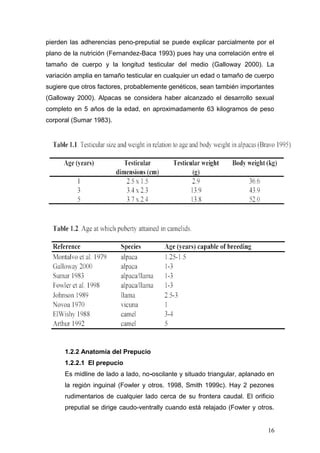 pierden las adherencias peno-preputial se puede explicar parcialmente por el
plano de la nutrición (Fernandez-Baca 1993) pues hay una correlación entre el
tamaño de cuerpo y la longitud testicular del medio (Galloway 2000). La
variación amplia en tamaño testicular en cualquier un edad o tamaño de cuerpo
sugiere que otros factores, probablemente genéticos, sean también importantes
(Galloway 2000). Alpacas se considera haber alcanzado el desarrollo sexual
completo en 5 años de la edad, en aproximadamente 63 kilogramos de peso
corporal (Sumar 1983).
1.2.2 Anatomía del Prepucio
1.2.2.1 El prepucio
Es midline de lado a lado, no-oscilante y situado triangular, aplanado en
la región inguinal (Fowler y otros. 1998, Smith 1999c). Hay 2 pezones
rudimentarios de cualquier lado cerca de su frontera caudal. El orificio
preputial se dirige caudo-ventrally cuando está relajado (Fowler y otros.
16
 