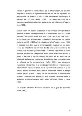 células de germen en varias etapas de la diferenciación, no obstante
después de marcha, la degeneración ocurre, los tubules llegaron a ser
desprovistas de esperma y los tubules seminiferous disminuyen al
diámetro de 131 μm (Novoa 1970). Las concentraciones de la
testosterona del plasma también varían entre las estaciones (Fowler y
otros. 1998).
Cuando varón los alpacas se separan de las hembras como práctica de
gerencia en Perú, concentraciones de la testosterona son 3900 pg/mL
comparados con 9000 pg/mL en la estación de crianza. En los E.E.U.U.,
en donde acoplan a los varones todo el año, testosterona del plasma
fluctuó entre 900 y 1200 pg/mL a través del año (Fowler y otros. 1998).
6 Vascular más bien que la termorregulación muscular de los testes
puede ser importante en camelids debido a la aposición cercana del
escroto para el cuerpo (ElWishy 1988). Se enrolla y se arrolla la arteria
testicular. El plexo del pampiniform de las venas testiculares enreda la
arteria y permite la sangre arterial que entra en el testis que se
refrescará por la sangre venosa que deja el testis vía un mecanismo que
se refresca de la contracorriente (Hafez 1993). Las estructuras
musculares del escroto y de la cuerda spermatic (dartos y los músculos
del cremaster) elevan los testes, con el espesamiento asociado de la piel
scrotal, durante el tiempo frío y relajan levemente durante el tiempo
caliente (Bravo y otros. 1994b). La piel del escroto es relativamente
gruesa y puede ser una adaptación para proteger los testes contra la
castración accidental durante varón-varón el luchar (Fowler y otros.
1998).
Los ductules eferentes funcionan del testis en el jefe del epidídimo
(bravo 1995).
20
 