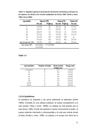 Tabla 1.3. Significar (gama) el (G) testicular del tamaño (centímetro) y del peso en
los alpacas, las llamas y las vicuñas (adaptados de Sumar 1983, Fowler y otros.
1998 y bravo 2002).
Tabla 1.4
1.2.2.4 Epidídimos
El epidídimo es pequeño y de cerca adherente al testiculos (Smith
1999c). Consiste en una cabeza (cabeza), el cuerpo (recopilación) y la
cola (cauda; Tibary y otros. 1999b). La cabeza es más grande que la
cola (bravo 1995). El jefe del epidídimo miente cranioventral al testis, el
cuerpo extiende intermedio y dorsocaudally a la cola que miente dorsal
al testis (Fowler y otros. 1998). La cabeza y el cuerpo son sitios de la
21
 