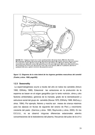 figura 1.2. Diagrama de la vista lateral de los órganos genitales masculinos del camelid
(Fowler y otros. 1998, page382).
1.2.3 Seasonality
La espermatogénesis ocurre a través del año en todos los camelids (Arturo
1992, ElWishy 1988). Estacional las variaciones en la producción de la
esperma se basan en el origen geográfico (por lo tanto nutrición, clima y otro
factores ambientales), gerencia de la manada, grado de la domesticación y
estructura social del grupo de camelids (Novoa 1970, ElWishy 1988, McEvoy y
otros. 1994). Por ejemplo, febrero y marcha son meses de crianza máximos
para los alpacas en lluvias de siguiente del verano de Perú y crecimiento
creciente del pasto (Garnica y otros. 1993, Raymundo y otros. 2000). En los
E.E.U.U., no se observó ningunas diferencias estacionales adentro
concentraciones de la testosterona del plasma, frecuencia del pulso de la LH o
24
 