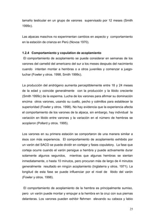 tamaño testicular en un grupo de varones supervisado por 12 meses (Smith
1999c).
Las alpacas maschos no experimentan cambios en aspecto y comportamiento
en la estación de crianza en Perú (Novoa 1970).
1.2.4 Comportamiento y copulation de acoplamiento
El comportamiento de acoplamiento se puede considerar en semanas de los
varones del camelid del americano del sur a los meses después del nacimiento
cuando intentan montar a hembras o a otros juveniles y comenzar a juego-
luchar (Fowler y otros. 1998, Smith 1999c).
La producción del andrógeno aumenta perceptiblemente entre 18 y 24 meses
de la edad y coincide generalmente con la producción y la libido creciente
(Smith 1999c) de la esperma. Lucha de los varones para afirmar su dominación
encima otros varones, usando su cuello, pecho y colmillos para establecer la
superioridad (Fowler y otros. 1998). No hay evidencia que la experiencia afecta
el comportamiento de los varones de la alpaca, sin embargo, hay individual la
variación en libido entre varones y la variación en el número de hembras se
acoplaron (Pollard y otros. 1995).
Los varones en su primera estación se comportaron de una manera similar a
ésos con más experiencia. El comportamiento de acoplamiento exhibido por
un varón del SACO se puede dividir en cortejar y fases copulatory. La fase que
corteja ocurre cuando el varón persigue a hembra y puede activamente durar
solamente algunos segundos, mientras que algunas hembras se sientan
inmediatamente, o hasta 10 minutos, pero procuran más de largo de 4 minutos
generalmente resultado en ningún acoplamiento (Inglaterra y otros. 1971). La
longitud de esta fase se puede influenciar por el nivel de libido del varón
(Fowler y otros. 1998).
El comportamiento de acoplamiento de la hembra es principalmente sumiso,
pero un varón puede montar y empujar a la hembra en la cruz con sus piernas
delanteras. Los varones pueden exhibir flehmen elevando su cabeza y labio
25
 