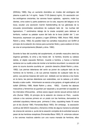 (ElWishy 1988). Hay un aumento dramático en niveles del andrógeno del
plasma a partir de 1-4 ng/mL hasta 17-35 (básico) ng/mL. En asociación con
los andrógenos crecientes, los varones hacen agitados, agresivo, moler tus
dientes, orina sobre tu parte posteriora con la cola, espuma del latigazo en la
boca, exudan una secreción marrón foetidsmelling de tus glándulas de la
encuesta (encontradas subcutáneo de cualquier lado de los nuchae del
ligamentum, 7 centímetros debajo de la cresta occipital) para delinear el
territorio, vuelcan su paladar suave del lado de la boca (dullah del `') con
frecuencia, expressan con gorjeos y rugen (ElWishy 1988, Arturo 1992, Abdel
Rahim y otros. 1992). Es posible tratar los camellos masculinos con GnRH al
principio de la estación de crianza para aumentar libido y para acelerar el inicio
de criar el comportamiento (Moslah y otros. 1992).
Durante la fase del courtship del acoplamiento, el camello masculino olerá los
órganos genitales, la orina y las heces del la hembra, levanta su cabeza
detrás, el objeto expuesto flehmen, muerde a hembra, y fuerza a hembra
sentarse con su cuello antes de montar a la hembra recumbent. La erección del
pene no ocurre durante courtship en posición derecha (Abdel Rahim y otros.
1992). Las piernas delanteras del varón se ponen de cualquier lado de los
hombros de la hembra, y de sus piernas traseras de cualquier lado de su
pelvis. Las piernas traseras del varón son doblado con los talones a los hocks
en la tierra, las piernas delanteras son extendidas, con la cabeza y el colmo
llevado a cabo cuello. Intromission se asocia a los gorjeos, al regate salival y al
dullah (ElWishy 1988, Abdel Rahim y otros. 1992). Cuando los alpacas
masculinos y femeninos se guardan por separado y se permiten al copulate en
los intervalos infrecuentes, ambos sexos siguen siendo sexual activos todo el
año (Sumar 1985). Al principio de la estación de crianza en Perú, cuando
colocan a los varones primero en un prado con las hembras, demuestran la
actividad copulatory intensa para primeros 3 días, copulating hasta 18 veces
por el día (Sumar 1983, Fernandez-Baca 1993). Sin embargo, la asociación
continua del SACO masculino y femenino inhibe de alguna manera la actividad
de crianza de varones a punto de la cesación completa de la actividad sexual a
pesar de las hembras receptivas (Fernandez-Baca 1993). Si entonces colocan
a los varones inactivos adentro con una nueva manada de hembras, ellos
27
 