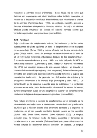 reasumen la actividad sexual (Fernandez- Baca 1993). No se sabe qué
factores son responsables del efecto inhibitorio sobre la libido masculina el
resultar de la exposición continuada a las hembras y qué recomienza la crianza
de la actividad (Fernandez-Baca 1993), sin embargo, nutrición, gerencia y
factores ambientales (temperatura, humedad relativa, la luz) o las señales
olfativas puede influenciar los centros del sistema nervioso central que
controlan reproductivo comportamiento (marrón 2000).
1.2.5 Fertilidad
Bajo condiciones del acoplamiento natural, del embarazo y de las tarifas
subsecuentes del parto siguiendo un solo el acoplamiento se ha divulgado
como punto bajo (Sumar 1985) y menos eficiente que la otra especie de la
granja (Wiepz y otros. 1985). Sin embargo, ha habido informes de 21 fuera de
28 (el 75%) llamas femeninas embarazadas después de dos acoplamientos 4-
8 horas de separado (Adams y otros. 1990), una tarifa del parto del 46% en
llamas solo-acopladas (Condorena y otros. 1988) y 34 fuera de 70 hembras
(del 49%) que conciben después de solo acoplar natural, sin importar el
diámetro folicular ovárico (Vaughan y otros. en prensa). Estas tarifas comparan
favorable con el concepto clasifica en el otro ganado doméstico y sugiere eso
reproductivo inadecuado la gerencia, las deficiencias alimenticias y la
endogamia contribuyen a la fertilidad baja (Parraguez y otros. 1997). La
concentración de la esperma requerida para la fertilización y el embarazo
acertados no se sabe, pero la deposición intracornual del semen del semen
durante el copulation puede ser una adaptación a superar las concentraciones
relativamente bajas de la esperma adentro ejaculates (marrón 2000).
Para reducir al mínimo el número de acoplamientos por el concepto se ha
recomendado para seleccionar a varones con tamaño testicular grande en la
asunción que la relación directa entre el tamaño del testis y la esperma la
producción en el otro ganado doméstico también ocurre en los camelids
(Sumar 1983, Smith 1999c, marrón 2000, Galloway 2000). La longitud
testicular mala (la longitud media de testes izquierdos y derechos) se
correlaciona con el peso testicular (Galloway 2000) y se puede utilizar como los
medios simples de determinar tamaño testicular en alpacas. La longitud
28
 