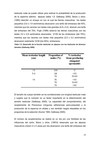 testicular mala se puede utilizar para estimar la probabilidad de la producción
de la esperma adentro alpacas (tabla 1.5; Galloway 2000). Bravo y otros.
(1995) describir un ensayo en con el cual las llamas masculinas los testes
pequeños (3.0 x 1.9 centímetros) alcanzaron una tarifa del embarazo del 45%,
mientras que los varones con testes más grandes (4.8 x 3.2) alcanzó una tarifa
del embarazo del 75%. Pugh (1999) observó las llamas masculinas con los
testes 3.5 x 2.9 centímetros alcanzados 21/30 de los embarazos (del 70%),
mientras que los varones con testes más pequeños (2.5 x 2.2 centímetros)
alcanzaron solamente 12/30 (los 40%) embarazos.
Tabla 1.5. Desarrollo de la función testicular en alpacas con los testículos de diversos
tamaños (Galloway 2000).
El tamaño de cuerpo también se ha correlacionado con longitud testicular mala
y sugiere que la nutrición es un factor importante en la determinación del
tamaño testicular (Galloway 2000). La capacidad del comportamiento, del
acoplamiento de Precocious (ningunas adherencias peno-preputial) y la
producción de la esperma en añales y son también rasgos deseables en los
programas de la selección (Sumar 1983, Galloway 2000).
El número de acoplamientos se realizó en un día por una fertilidad de las
influencias del varón. Bravo y otros. (1997d) observado que los alpacas
masculinos criaron 2 o 4 veces por día alcanzaron una tarifa del embarazo del
29
 