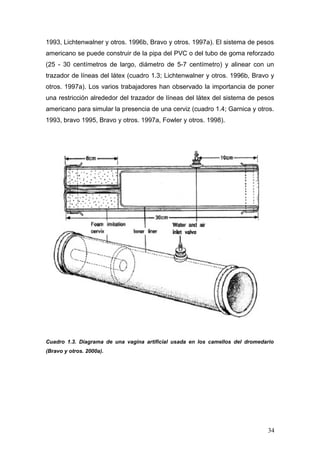 1993, Lichtenwalner y otros. 1996b, Bravo y otros. 1997a). El sistema de pesos
americano se puede construir de la pipa del PVC o del tubo de goma reforzado
(25 - 30 centímetros de largo, diámetro de 5-7 centímetro) y alinear con un
trazador de líneas del látex (cuadro 1.3; Lichtenwalner y otros. 1996b, Bravo y
otros. 1997a). Los varios trabajadores han observado la importancia de poner
una restricción alrededor del trazador de líneas del látex del sistema de pesos
americano para simular la presencia de una cerviz (cuadro 1.4; Garnica y otros.
1993, bravo 1995, Bravo y otros. 1997a, Fowler y otros. 1998).
Cuadro 1.3. Diagrama de una vagina artificial usada en los camellos del dromedario
(Bravo y otros. 2000a).
34
 