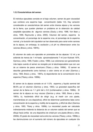 1.3.2 Características del semen
El individuo ejaculates consiste en el bajo volumen, semen de gran viscosidad
que contiene una esperma baja concentración (tabla 1.8). Hay variación
considerable en características del semen entre diversa alpaca y los varones
de la llama, que pueden plantear un problema en la obtención de calidad
aceptable ejaculates de algunos varones (Gauly y otros. 1996, Von Baer y
otros. 1999, Raymundo y otros. 2000). Volumen del semen, esperma la
concentración, el porcentaje de la esperma viva, el porcentaje de la esperma
normal, y la duración del copulation se han observado para variar entre varones
de la alpaca, sin embargo, la oscilación y el pH no diferenciaron entre los
varones (Bravo y otros. 1997b).
El volumen de cada uno ejaculate en promedios de los alpacas 1-2 ml y se
extiende de menos de 1 ml hasta aproximadamente 7 ml (von Kubicek 1974,
Garnica y otros. 1995, Fowler y otros. 1998). Los volúmenes son generalmente
más bajos cuando el semen es recogido por el electroejaculation que con uso
de un sistema de pesos americano (Tibary y otros. 1999b). El semen se
describe generalmente como lechoso o color crema en el color (Garnica y
otros. 1993, Bravo y otros. 1997a, b) dependiendo de la concentración de la
esperma (Tibary y otros. 1999b).
El semen de la alpaca consiste en el 11.5% esperma y líquido seminal del
88.5% por el volumen (Garnica y otros. 1993). La gravedad específica del
semen de la llama es 1.1 g/ml del ± 0.0 (Lichtenwalner y otros. 1996b). El
semen de la alpaca es muy viscoso (Garnica y otros. 1993, Bravo y otros.
1997a, b), haciéndolo difícil de dirigir (e.g. el medir con una pipeta,
manchándose en una diapositiva), difícil de determinar parámetros tales como
concentración de la esperma y motility de la esperma, y difícil de diluir (Garnica
y otros. 1993, Tibary y otros. 1999b). La viscosidad puede ser calculada
indirectamente midiendo la distancia de un volumen sabido del semen que se
dibuja hacia arriba de una diapositiva de cristal por una pipeta (Bravo y otros.
2000b). El grado de viscosidad varía entre los varones (Tibary y otros. 1999b) y
las disminuciones con el aumento del número de ejaculates en cualquier día
37
 