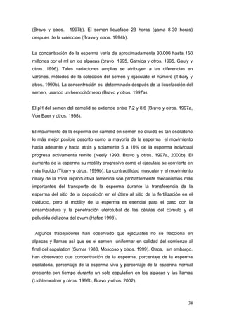 (Bravo y otros. 1997b). El semen licueface 23 horas (gama 8-30 horas)
después de la colección (Bravo y otros. 1994b).
La concentración de la esperma varía de aproximadamente 30.000 hasta 150
millones por el ml en los alpacas (bravo 1995, Garnica y otros. 1995, Gauly y
otros. 1996). Tales variaciones amplias se atribuyen a las diferencias en
varones, métodos de la colección del semen y ejaculate el número (Tibary y
otros. 1999b). La concentración es determinado después de la licuefacción del
semen, usando un hemocitómetro (Bravo y otros. 1997a).
El pH del semen del camelid se extiende entre 7.2 y 8.6 (Bravo y otros. 1997a,
Von Baer y otros. 1998).
El movimiento de la esperma del camelid en semen no diluido es tan oscilatorio
lo más mejor posible descrito como la mayoría de la esperma el movimiento
hacia adelante y hacia atrás y solamente 5 a 10% de la esperma individual
progresa activamente remite (Neely 1993, Bravo y otros. 1997a, 2000b). El
aumento de la esperma su motility progresivo como el ejaculate se convierte en
más líquido (Tibary y otros. 1999b). La contractilidad muscular y el movimiento
ciliary de la zona reproductiva femenina son probablemente mecanismos más
importantes del transporte de la esperma durante la transferencia de la
esperma del sitio de la deposición en el útero al sitio de la fertilización en el
oviducto, pero el motility de la esperma es esencial para el paso con la
ensambladura y la penetración uterotubal de las células del cúmulo y el
pellucida del zona del ovum (Hafez 1993).
Algunos trabajadores han observado que ejaculates no se fracciona en
alpacas y llamas así que es el semen uniformar en calidad del comienzo al
final del copulation (Sumar 1983, Moscoso y otros. 1999). Otros, sin embargo,
han observado que concentración de la esperma, porcentaje de la esperma
oscilatoria, porcentaje de la esperma viva y porcentaje de la esperma normal
creciente con tiempo durante un solo copulation en los alpacas y las llamas
(Lichtenwalner y otros. 1996b, Bravo y otros. 2002).
38
 