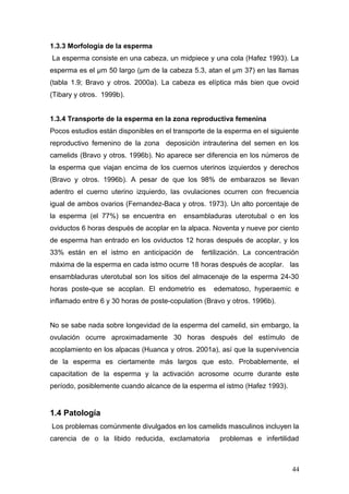 1.3.3 Morfología de la esperma
La esperma consiste en una cabeza, un midpiece y una cola (Hafez 1993). La
esperma es el μm 50 largo (μm de la cabeza 5.3, atan el μm 37) en las llamas
(tabla 1.9; Bravo y otros. 2000a). La cabeza es elíptica más bien que ovoid
(Tibary y otros. 1999b).
1.3.4 Transporte de la esperma en la zona reproductiva femenina
Pocos estudios están disponibles en el transporte de la esperma en el siguiente
reproductivo femenino de la zona deposición intrauterina del semen en los
camelids (Bravo y otros. 1996b). No aparece ser diferencia en los números de
la esperma que viajan encima de los cuernos uterinos izquierdos y derechos
(Bravo y otros. 1996b). A pesar de que los 98% de embarazos se llevan
adentro el cuerno uterino izquierdo, las ovulaciones ocurren con frecuencia
igual de ambos ovarios (Fernandez-Baca y otros. 1973). Un alto porcentaje de
la esperma (el 77%) se encuentra en ensambladuras uterotubal o en los
oviductos 6 horas después de acoplar en la alpaca. Noventa y nueve por ciento
de esperma han entrado en los oviductos 12 horas después de acoplar, y los
33% están en el istmo en anticipación de fertilización. La concentración
máxima de la esperma en cada istmo ocurre 18 horas después de acoplar. las
ensambladuras uterotubal son los sitios del almacenaje de la esperma 24-30
horas poste-que se acoplan. El endometrio es edematoso, hyperaemic e
inflamado entre 6 y 30 horas de poste-copulation (Bravo y otros. 1996b).
No se sabe nada sobre longevidad de la esperma del camelid, sin embargo, la
ovulación ocurre aproximadamente 30 horas después del estímulo de
acoplamiento en los alpacas (Huanca y otros. 2001a), así que la supervivencia
de la esperma es ciertamente más largos que esto. Probablemente, el
capacitation de la esperma y la activación acrosome ocurre durante este
período, posiblemente cuando alcance de la esperma el istmo (Hafez 1993).
1.4 Patología
Los problemas comúnmente divulgados en los camelids masculinos incluyen la
carencia de o la libido reducida, exclamatoria problemas e infertilidad
44
 