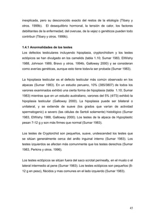 inexplicada, pero su desconocido exacto del restos de la etiología (Tibary y
otros. 1999b). El desequilibrio hormonal, la tensión de calor, los factores
debilitantes de la enfermedad, del overuse, de la vejez o genéticos pueden todo
contribuir (Tibary y otros. 1999b).
1.4.1 Anormalidades de los testes
Los defectos testiculares incluyendo hipoplasia, cryptorchidism y los testes
ectópicos se han divulgado en los camelids (tabla 1.10; Sumar 1983, ElWishy
1988, Johnson 1989, Bravo y otros. 1994b, Galloway 2000) y se consideran
como averías genéticas, aunque esto tiene todavía ser probada (Sumar 1983).
La hipoplasia testicular es el defecto testicular más común observado en los
alpacas (Sumar 1983). En un estudio peruano, 10% (385/3807) de todos los
varones examinados exhibió una cierta forma de hipoplasia (tabla 1.10; Sumar
1983) mientras que en un estudio australiano, varones del 5% (4/73) exhibió la
hipoplasia testicular (Galloway 2000). La hipoplasia puede ser bilateral o
unilateral, y se extiende de suave (los grados que varían de actividad
spermatogenic) a severo (las células de Sertoli solamente) histológico (Sumar
1983, ElWishy 1988, Galloway 2000). Los testes de la alpaca de Hypoplastic
pesan 7-12 g y son más firmes que normal (Sumar 1983).
Los testes de Cryptorchid son pequeños, suave, undescended los testes que
se sitúan generalmente cerca del anillo inguinal interno (Sumar 1983). Los
testes izquierdos se afectan más comunmente que los testes derechos (Sumar
1983, Perkins y otros. 1996).
Los testes ectópicos se sitúan fuera del saco scrotal perineally, en el muslo o el
lateral intermedio al pene (Sumar 1983). Los testes ectópicos son pequeños (8-
12 g en peso), flácidos y mas comunes en el lado izquierdo (Sumar 1983).
45
 