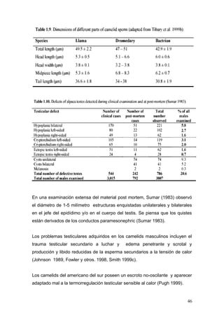 En una examinación extensa del material post mortem, Sumar (1983) observó
el diámetro de 1-5 milímetro estructuras enquistadas unilaterales y bilaterales
en el jefe del epidídimo y/o en el cuerpo del testis. Se piensa que los quistes
están derivados de los conductos paramesonephric (Sumar 1983).
Los problemas testiculares adquiridos en los camelids masculinos incluyen el
trauma testicular secundario a luchar y edema penetrante y scrotal y
producción y libido reducidas de la esperma secundarios a la tensión de calor
(Johnson 1989, Fowler y otros. 1998, Smith 1999c).
Los camelids del americano del sur poseen un escroto no-oscilante y aparecer
adaptado mal a la termorregulación testicular sensible al calor (Pugh 1999).
46
 