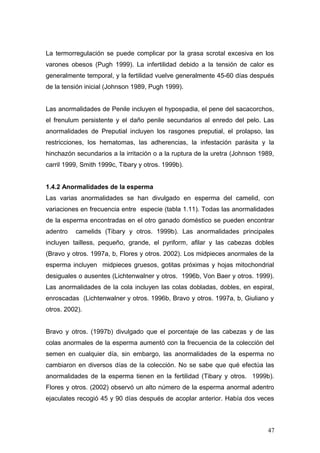 La termorregulación se puede complicar por la grasa scrotal excesiva en los
varones obesos (Pugh 1999). La infertilidad debido a la tensión de calor es
generalmente temporal, y la fertilidad vuelve generalmente 45-60 días después
de la tensión inicial (Johnson 1989, Pugh 1999).
Las anormalidades de Penile incluyen el hypospadia, el pene del sacacorchos,
el frenulum persistente y el daño penile secundarios al enredo del pelo. Las
anormalidades de Preputial incluyen los rasgones preputial, el prolapso, las
restricciones, los hematomas, las adherencias, la infestación parásita y la
hinchazón secundarios a la irritación o a la ruptura de la uretra (Johnson 1989,
carril 1999, Smith 1999c, Tibary y otros. 1999b).
1.4.2 Anormalidades de la esperma
Las varias anormalidades se han divulgado en esperma del camelid, con
variaciones en frecuencia entre especie (tabla 1.11). Todas las anormalidades
de la esperma encontradas en el otro ganado doméstico se pueden encontrar
adentro camelids (Tibary y otros. 1999b). Las anormalidades principales
incluyen tailless, pequeño, grande, el pyriform, afilar y las cabezas dobles
(Bravo y otros. 1997a, b, Flores y otros. 2002). Los midpieces anormales de la
esperma incluyen midpieces gruesos, gotitas próximas y hojas mitochondrial
desiguales o ausentes (Lichtenwalner y otros. 1996b, Von Baer y otros. 1999).
Las anormalidades de la cola incluyen las colas dobladas, dobles, en espiral,
enroscadas (Lichtenwalner y otros. 1996b, Bravo y otros. 1997a, b, Giuliano y
otros. 2002).
Bravo y otros. (1997b) divulgado que el porcentaje de las cabezas y de las
colas anormales de la esperma aumentó con la frecuencia de la colección del
semen en cualquier día, sin embargo, las anormalidades de la esperma no
cambiaron en diversos días de la colección. No se sabe que qué efectúa las
anormalidades de la esperma tienen en la fertilidad (Tibary y otros. 1999b).
Flores y otros. (2002) observó un alto número de la esperma anormal adentro
ejaculates recogió 45 y 90 días después de acoplar anterior. Había dos veces
47
 