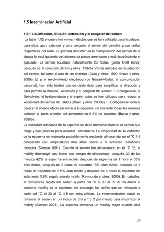 1.5 Inseminación Artificial
1.5.1 Licuefacción, dilusión, extensión y el congelar del semen
La tabla 1.12 enumera los varios métodos que se han utilizado para licuefacer,
para diluir, para extender y para congelar el semen del camelid, y sus tarifas
respectivas del éxito. La primera dificultad en la manipulación del semen de la
alpaca lo está quitando del sistema de pesos americano y está licuefaciendo el
ejaculate. El semen licueface naturalmente 23 horas (gama 8-30 horas)
después de la colección (Bravo y otros. 1994b). Varios métodos de licuefacción
del semen, tal como el uso de las enzimas (Callo y otros. 1999, Bravo y otros.
2000a, b) y el revolvimiento mecánico (un Niasari-Naslaji, la comunicación
personal), han sido trialled con un cierto éxito para simplificar la dirección y
para permitir la dilusión, extensión y el congelar del semen. El Collagenase, el
fibrinolysin, el hyaluronidase y el trypsin todos se han utilizado para reducir la
viscosidad del semen del SACO (Bravo y otros. 2000b). El Collagenase tenía al
parecer el menos efecto en matar a la esperma, no obstante todas las enzimas
dañaron la parte anterior del acrosome en 6 8% de esperma (Bravo y otros.
2000b).
La viabilidad adecuada de la esperma se debe mantener durante el semen que
dirige y que procesa para alcanzar embarazos. La longevidad de la viabilidad
de la esperma es mejorada probablemente mediante almacenaje en el °C 4-5
comparado con temperaturas más altas debido a la actividad metabólica
reducida (Simson 2001). Cuando el semen fue almacenado en el °C 35, el
motility disminuyó casi linear con tiempo de almacenaje: después 30 de los
minutos 42% la esperma era motile, después de esperma de 1 hora el 33%
eran motile, después de 2 horas de esperma 16% eran motile, después de 3
horas de esperma del 5.5% eran motile y después de 6 horas la esperma del
solamente 1.8% seguía siendo motile (Raymundo y otros. 2000). En caballos,
el refrescarse rápido del semen a partir del °C el 37 al °C 20 no afecta al
contrario motility de la esperma, sin embargo, las tarifas que se refrescan a
partir del °C el 20 al °C 4-8 son más críticas. La recomendación actual es
refrescar el semen en un índice de 0.5 a 1.0 C por minuto para maximizar el
motility (Simson 2001). La esperma conserva un motility mejor cuando está
50
 