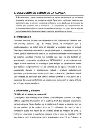 2. COLECCIÓN DE SEMEN DE LA ALPACA
2.1 Introducción
Los varios métodos de colección del semen se han procurado en camelids y se
han descrito (sección 1.3). El trabajo previo ha demostrado que el
electroejaculation es difícil para el operador y agotador para el animal.
Electroejaculation bajo anestesia no es apropiado para la colección rutinaria del
semen para la inseminación artificial. La experiencia limitada con el masaje de
los órganos genitales internos ha indicado que esto no era también un
acercamiento conveniente para la alpaca (DBG inédito). La colocación de una
vagina artificial dentro de un mannequin para recoger los permisos del semen
que acoplan comportamiento en los varones de la alpaca similares a ése
considerado durante el acoplamiento natural y produce probablemente
ejaculates que se asemejan a ésos producidos durante el acoplamiento natural.
Este método de colección del semen también permite la evaluación de la
capacidad de acoplamiento física. La colección de semen con la vagina artificial
era el único método estudiado.
2.2 Materiales y Métodos
2.2.1 Construcción de un mannequin
Construyeron a un mannequin de madera construido para contener una vagina
artificial según las dimensiones en el cuadro 2.1 CA. Los pedazos seccionados
transversalmente fueron hechos de la madera de 5 capas y cubiertos con los
listones anchos de la madera dura de 35 milímetros. La sección de la
cabeza/del cuello fue hecha de un pedazo sólido de madera del pino. El
inclinarse, veeshaped el estante fue colocado entre el `A de las costillas' y el `B'
para llevar a cabo el sistema de pesos americano (cuadro 2.2 a). Cubrieron al
2.0 Construyeron y fueron cubierto al mannequin de madera del resumen A con una alpaca
bronceada piel y cabido con una vagina artificial. Éstos fueron modificados hasta que eran
satisfactorios para la colección constante y confiable de semen de alpacas. Entrenaron a los
varones para acoplarse con el mannequin. Los componentes del comportamiento de
acoplamiento fueron definidos. Aplicación de la fuerza centrífuga a la vagina artificial después
de que la eyaculación fuera requerida para maximizar la producción de semen.
62
 