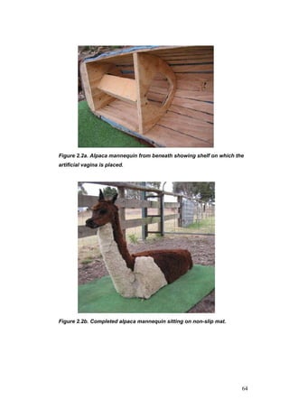 Figure 2.2a. Alpaca mannequin from beneath showing shelf on which the
artificial vagina is placed.
Figure 2.2b. Completed alpaca mannequin sitting on non-slip mat.
64
 