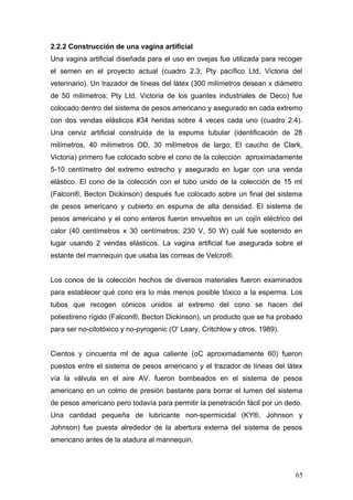 2.2.2 Construcción de una vagina artificial
Una vagina artificial diseñada para el uso en ovejas fue utilizada para recoger
el semen en el proyecto actual (cuadro 2.3; Pty pacífico Ltd, Victoria del
veterinario). Un trazador de líneas del látex (300 milímetros desean x diámetro
de 50 milímetros; Pty Ltd, Victoria de los guantes industriales de Deco) fue
colocado dentro del sistema de pesos americano y asegurado en cada extremo
con dos vendas elásticos #34 heridas sobre 4 veces cada uno (cuadro 2.4).
Una cerviz artificial construida de la espuma tubular (identificación de 28
milímetros, 40 milímetros OD, 30 milímetros de largo; El caucho de Clark,
Victoria) primero fue colocado sobre el cono de la colección aproximadamente
5-10 centímetro del extremo estrecho y asegurado en lugar con una venda
elástico. El cono de la colección con el tubo unido de la colección de 15 ml
(Falcon®, Becton Dickinson) después fue colocado sobre un final del sistema
de pesos americano y cubierto en espuma de alta densidad. El sistema de
pesos americano y el cono enteros fueron envueltos en un cojín eléctrico del
calor (40 centímetros x 30 centímetros; 230 V, 50 W) cuál fue sostenido en
lugar usando 2 vendas elásticos. La vagina artificial fue asegurada sobre el
estante del mannequin que usaba las correas de Velcro®.
Los conos de la colección hechos de diversos materiales fueron examinados
para establecer qué cono era lo más menos posible tóxico a la esperma. Los
tubos que recogen cónicos unidos al extremo del cono se hacen del
poliestireno rígido (Falcon®, Becton Dickinson), un producto que se ha probado
para ser no-citotóxico y no-pyrogenic (O' Leary, Critchlow y otros. 1989).
Cientos y cincuenta ml de agua caliente (oC aproximadamente 60) fueron
puestos entre el sistema de pesos americano y el trazador de líneas del látex
vía la válvula en el aire AV. fueron bombeados en el sistema de pesos
americano en un colmo de presión bastante para borrar el lumen del sistema
de pesos americano pero todavía para permitir la penetración fácil por un dedo.
Una cantidad pequeña de lubricante non-spermicidal (KY®, Johnson y
Johnson) fue puesta alrededor de la abertura externa del sistema de pesos
americano antes de la atadura al mannequin.
65
 