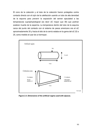 El cono de la colección y el tubo de la colección fueron protegidos contra
contacto directo con el cojín de la calefacción usando un tubo de alta densidad
de la espuma para prevenir la exposición del semen ejaculated a las
temperaturas supraphysiological (es decir oC mayor que 38) que podrían
acelerar muerte de la esperma. La temperatura dentro del tubo de la espuma
cerca del punto del contacto con el sistema de pesos americano era el oC
aproximadamente 35 y hacia el sitio de la cerviz estaba en la gama del oC 22 a
25, como medido el usar de un termopar.
Figure 2.3. Dimensions of the artificial vagina used with alpacas.
66
 