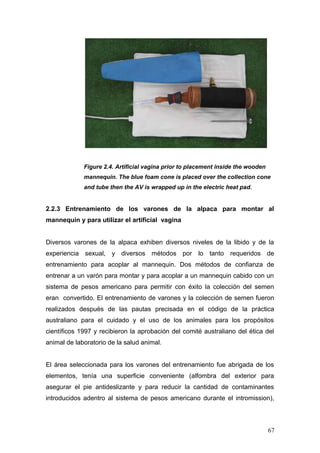 Figure 2.4. Artificial vagina prior to placement inside the wooden
mannequin. The blue foam cone is placed over the collection cone
and tube then the AV is wrapped up in the electric heat pad.
2.2.3 Entrenamiento de los varones de la alpaca para montar al
mannequin y para utilizar el artificial vagina
Diversos varones de la alpaca exhiben diversos niveles de la libido y de la
experiencia sexual, y diversos métodos por lo tanto requeridos de
entrenamiento para acoplar al mannequin. Dos métodos de confianza de
entrenar a un varón para montar y para acoplar a un mannequin cabido con un
sistema de pesos americano para permitir con éxito la colección del semen
eran convertido. El entrenamiento de varones y la colección de semen fueron
realizados después de las pautas precisada en el código de la práctica
australiano para el cuidado y el uso de los animales para los propósitos
científicos 1997 y recibieron la aprobación del comité australiano del ética del
animal de laboratorio de la salud animal.
El área seleccionada para los varones del entrenamiento fue abrigada de los
elementos, tenía una superficie conveniente (alfombra del exterior para
asegurar el pie antideslizante y para reducir la cantidad de contaminantes
introducidos adentro al sistema de pesos americano durante el intromission),
67
 