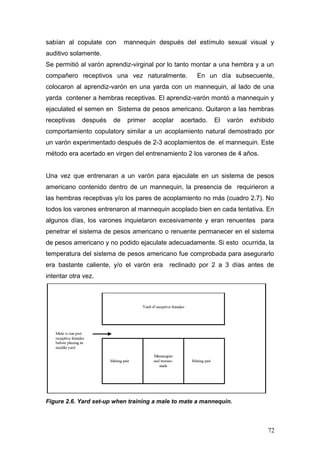 sabían al copulate con mannequin después del estímulo sexual visual y
auditivo solamente.
Se permitió al varón aprendiz-virginal por lo tanto montar a una hembra y a un
compañero receptivos una vez naturalmente. En un día subsecuente,
colocaron al aprendiz-varón en una yarda con un mannequin, al lado de una
yarda contener a hembras receptivas. El aprendiz-varón montó a mannequin y
ejaculated el semen en Sistema de pesos americano. Quitaron a las hembras
receptivas después de primer acoplar acertado. El varón exhibido
comportamiento copulatory similar a un acoplamiento natural demostrado por
un varón experimentado después de 2-3 acoplamientos de el mannequin. Este
método era acertado en virgen del entrenamiento 2 los varones de 4 años.
Una vez que entrenaran a un varón para ejaculate en un sistema de pesos
americano contenido dentro de un mannequin, la presencia de requirieron a
las hembras receptivas y/o los pares de acoplamiento no más (cuadro 2.7). No
todos los varones entrenaron al mannequin acoplado bien en cada tentativa. En
algunos días, los varones inquietaron excesivamente y eran renuentes para
penetrar el sistema de pesos americano o renuente permanecer en el sistema
de pesos americano y no podido ejaculate adecuadamente. Si esto ocurrida, la
temperatura del sistema de pesos americano fue comprobada para asegurarlo
era bastante caliente, y/o el varón era reclinado por 2 a 3 días antes de
intentar otra vez.
Figure 2.6. Yard set-up when training a male to mate a mannequin.
72
 