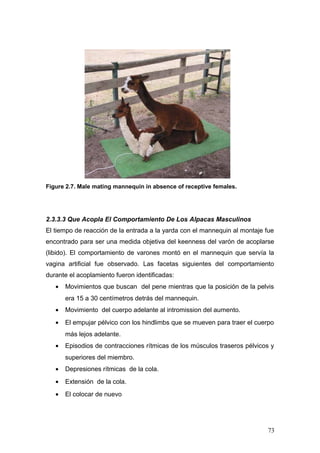 Figure 2.7. Male mating mannequin in absence of receptive females.
2.3.3.3 Que Acopla El Comportamiento De Los Alpacas Masculinos
El tiempo de reacción de la entrada a la yarda con el mannequin al montaje fue
encontrado para ser una medida objetiva del keenness del varón de acoplarse
(libido). El comportamiento de varones montó en el mannequin que servía la
vagina artificial fue observado. Las facetas siguientes del comportamiento
durante el acoplamiento fueron identificadas:
• Movimientos que buscan del pene mientras que la posición de la pelvis
era 15 a 30 centímetros detrás del mannequin.
• Movimiento del cuerpo adelante al intromission del aumento.
• El empujar pélvico con los hindlimbs que se mueven para traer el cuerpo
más lejos adelante.
• Episodios de contracciones rítmicas de los músculos traseros pélvicos y
superiores del miembro.
• Depresiones rítmicas de la cola.
• Extensión de la cola.
• El colocar de nuevo
73
 