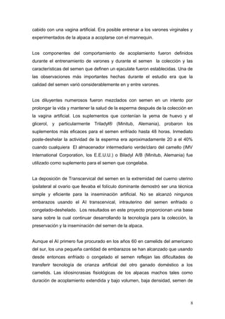 cabido con una vagina artificial. Era posible entrenar a los varones virginales y
experimentados de la alpaca a acoplarse con el mannequin.
Los componentes del comportamiento de acoplamiento fueron definidos
durante el entrenamiento de varones y durante el semen la colección y las
características del semen que definen un ejaculate fueron establecidas. Una de
las observaciones más importantes hechas durante el estudio era que la
calidad del semen varió considerablemente en y entre varones.
Los diluyentes numerosos fueron mezclados con semen en un intento por
prolongar la vida y mantener la salud de la esperma después de la colección en
la vagina artificial. Los suplementos que contenían la yema de huevo y el
glicerol, y particularmente Triladyl® (Minitub, Alemania), probaron los
suplementos más eficaces para el semen enfriado hasta 48 horas. Inmediato
poste-deshelar la actividad de la esperma era aproximadamente 20 a el 40%
cuando cualquiera El almacenador intermediario verde/claro del camello (IMV
International Corporation, los E.E.U.U.) o Biladyl A/B (Minitub, Alemania) fue
utilizado como suplemento para el semen que congelaba.
La deposición de Transcervical del semen en la extremidad del cuerno uterino
ipsilateral al ovario que llevaba el folículo dominante demostró ser una técnica
simple y eficiente para la inseminación artificial. No se alcanzó ningunos
embarazos usando el AI transcervical, intrauterino del semen enfriado o
congelado-deshelado. Los resultados en este proyecto proporcionan una base
sana sobre la cual continuar desarrollando la tecnología para la colección, la
preservación y la inseminación del semen de la alpaca.
Aunque el AI primero fue procurado en los años 60 en camelids del americano
del sur, los una pequeña cantidad de embarazos se han alcanzado que usando
desde entonces enfriado o congelado el semen reflejan las dificultades de
transferir tecnología de crianza artificial del otro ganado doméstico a los
camelids. Las idiosincrasias fisiológicas de los alpacas machos tales como
duración de acoplamiento extendida y bajo volumen, baja densidad, semen de
8
 