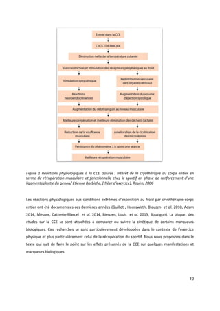 19
Figure 1 Réactions physiologiques à la CCE. Source : Intérêt de la cryothérapie du corps entier en
terme de récupération musculaire et fonctionnelle chez le sportif en phase de renforcement d'une
ligamentoplastie du genou/ Etienne Barbiche, [thèse d'exercice], Rouen, 2006
Les réactions physiologiques aux conditions extrêmes d’exposition au froid par cryothérapie corps
entier ont été documentées ces dernières années (Guillot , Hausswirth, Bieuzen et al. 2010, Adam
2014, Mesure, Catherin-Marcel et al. 2014, Bieuzen, Louis et al. 2015, Bouzigon). La plupart des
études sur la CCE se sont attachées à comparer ou suivre la cinétique de certains marqueurs
biologiques. Ces recherches se sont particulièrement développées dans le contexte de l’exercice
physique et plus particulièrement celui de la récupération du sportif. Nous nous proposons dans le
texte qui suit de faire le point sur les effets présumés de la CCE sur quelques manifestations et
marqueurs biologiques.
 