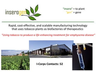 “insero” = to plant
                                                    ”gen” = gene



     Rapid, cost-effective, and scalable manufacturing technology
       that uses tobacco plants as biofactories of therapeutics
“Using tobacco to produce a life-enhancing treatment for emphysema disease”




                            I-Corps Contacts: 52
 